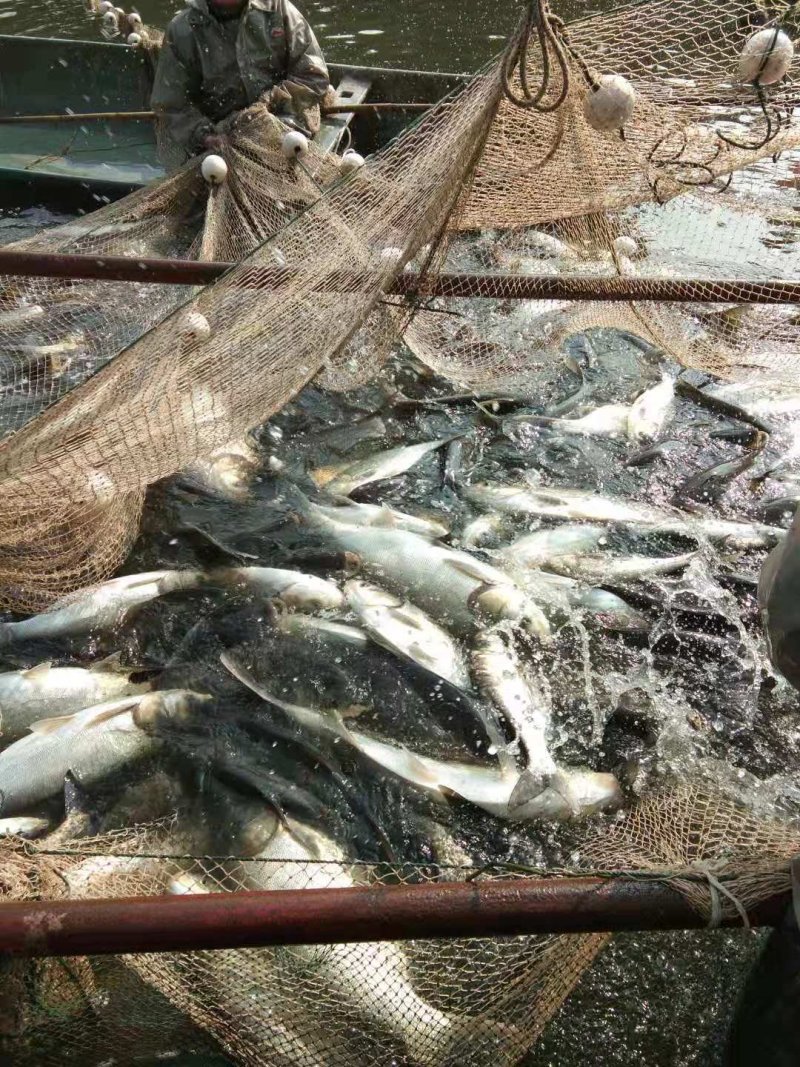 淡水鱼类