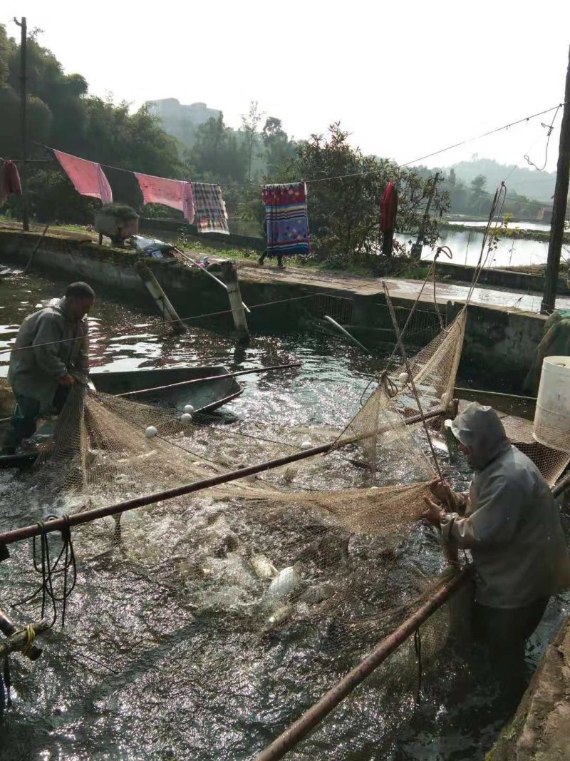 淡水鱼类