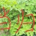 【热销】（新店开业新货上市）岷县无硫大条当归当归片批发