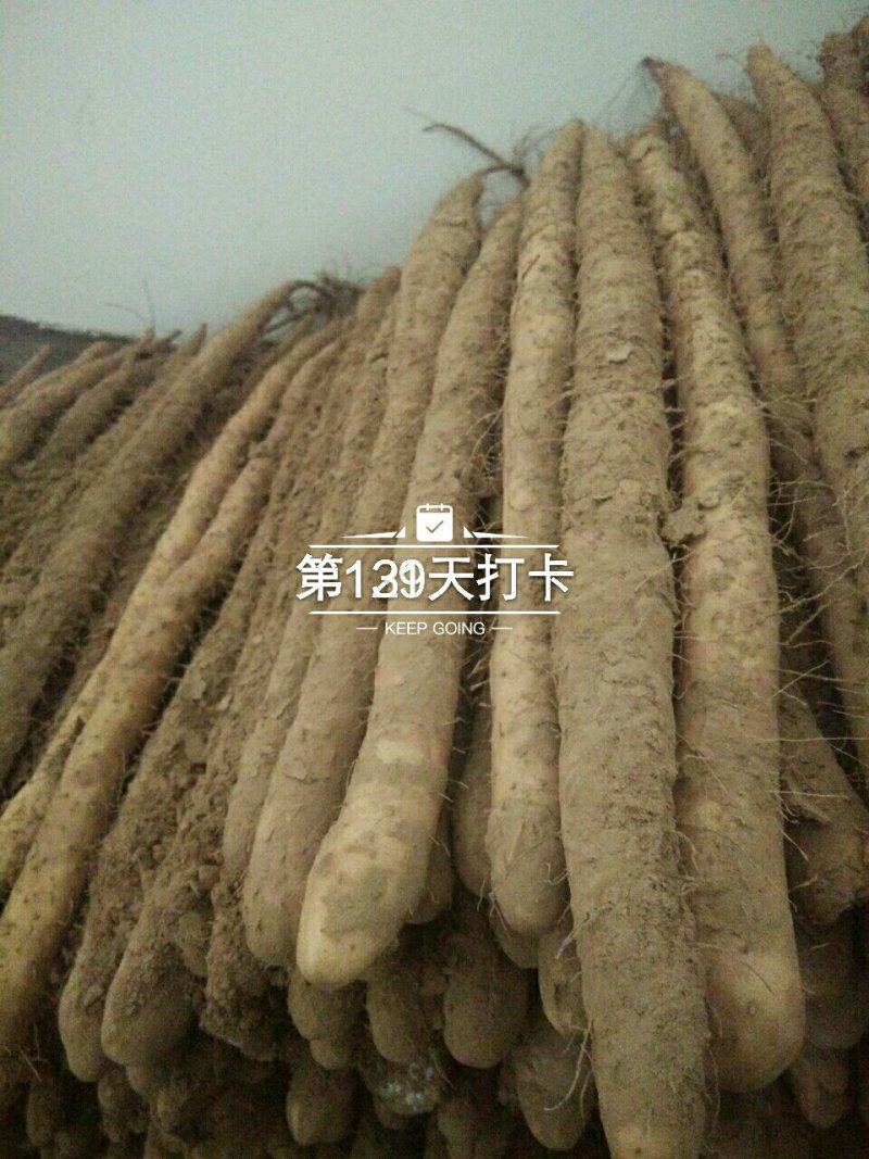 小白嘴白山药