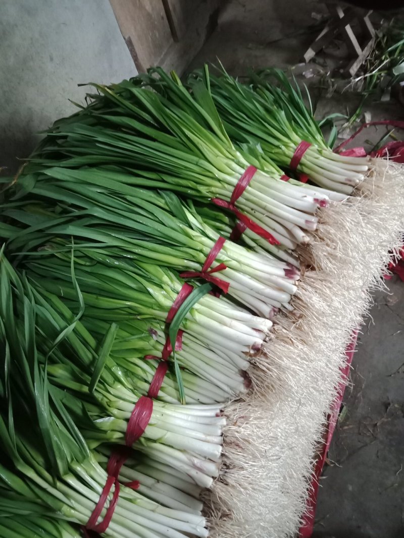 山东水洗蒜苗，干蒜苗质量好，大捆小捆规格全，实力代办全国发