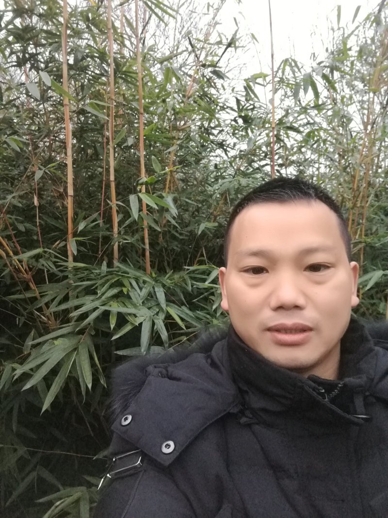 花杆孝顺竹琴丝竹小琴丝竹