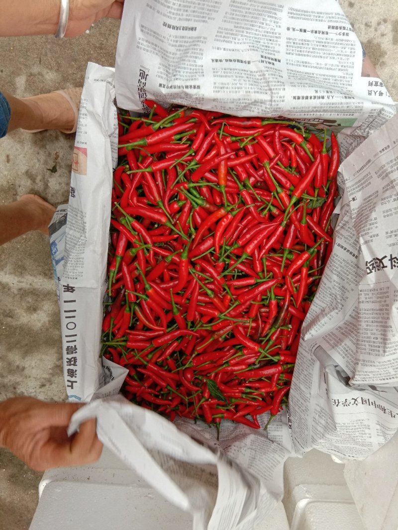 精品，平台货都有，大量供应