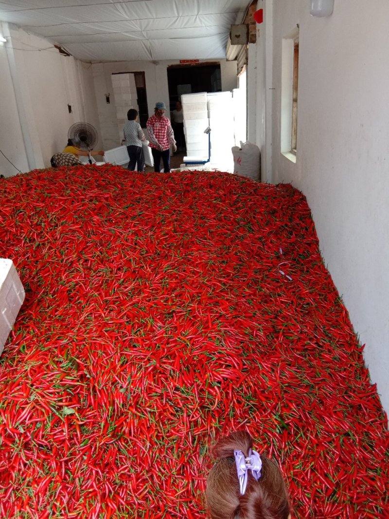 精品，平台货都有，大量供应