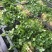 香菜【河南开封通许基地直供高质量高标准】