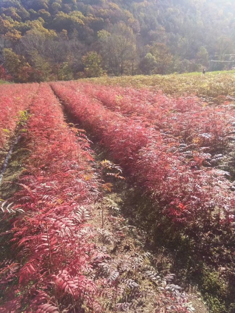 出售一年二年生，百花花楸，白花花楸，华秋苗