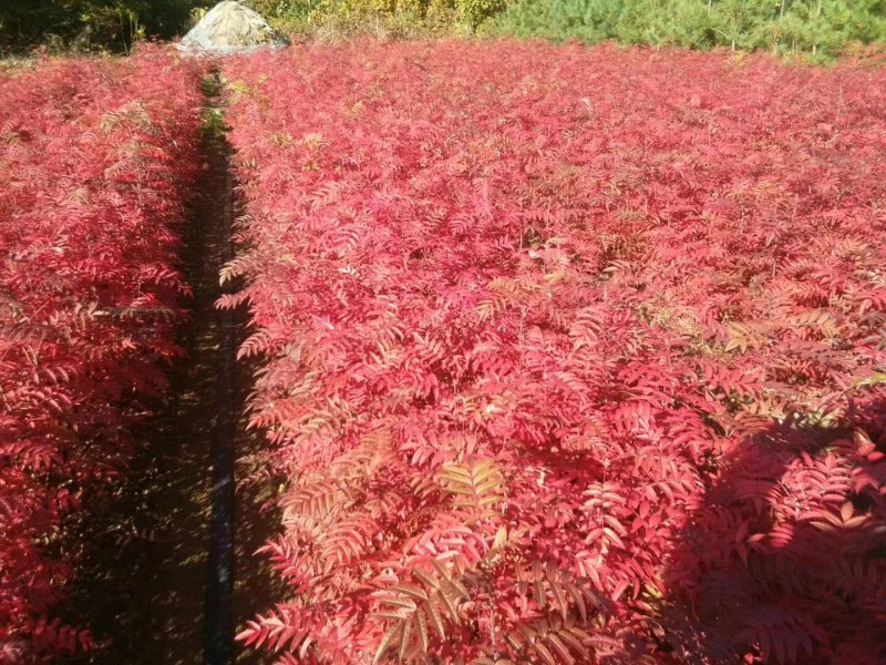 出售一年二年生，百花花楸，白花花楸，华秋苗