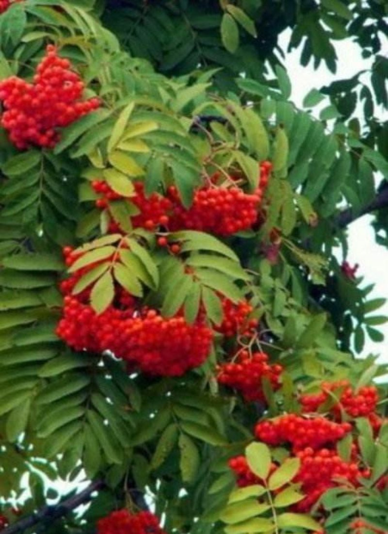 出售一年二年生，百花花楸，白花花楸，华秋苗