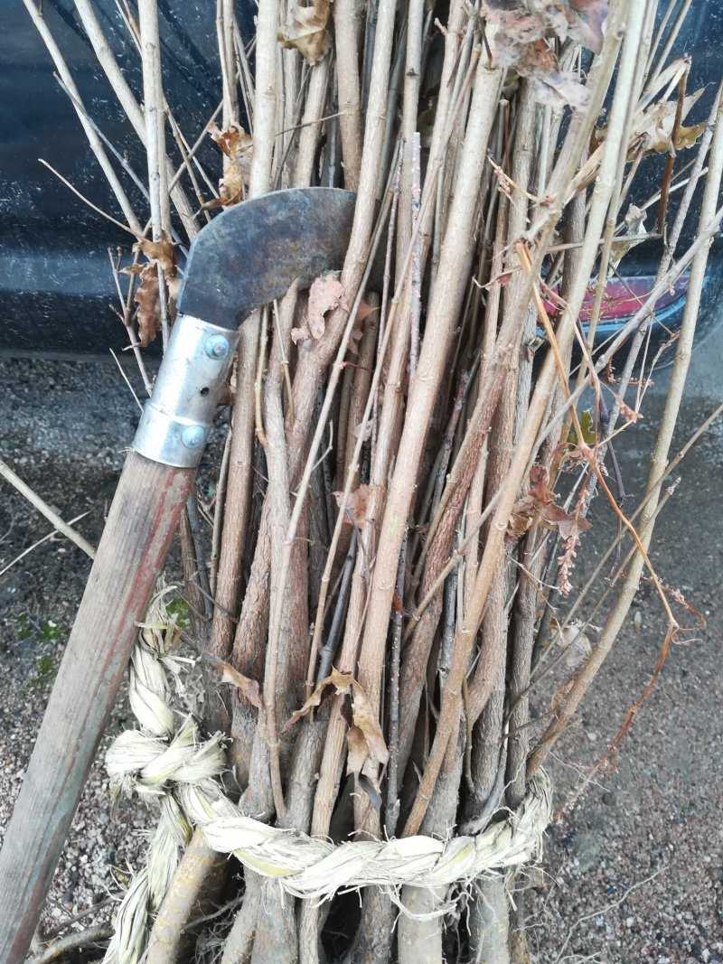 出售拧筋槭，拧筋槭树苗