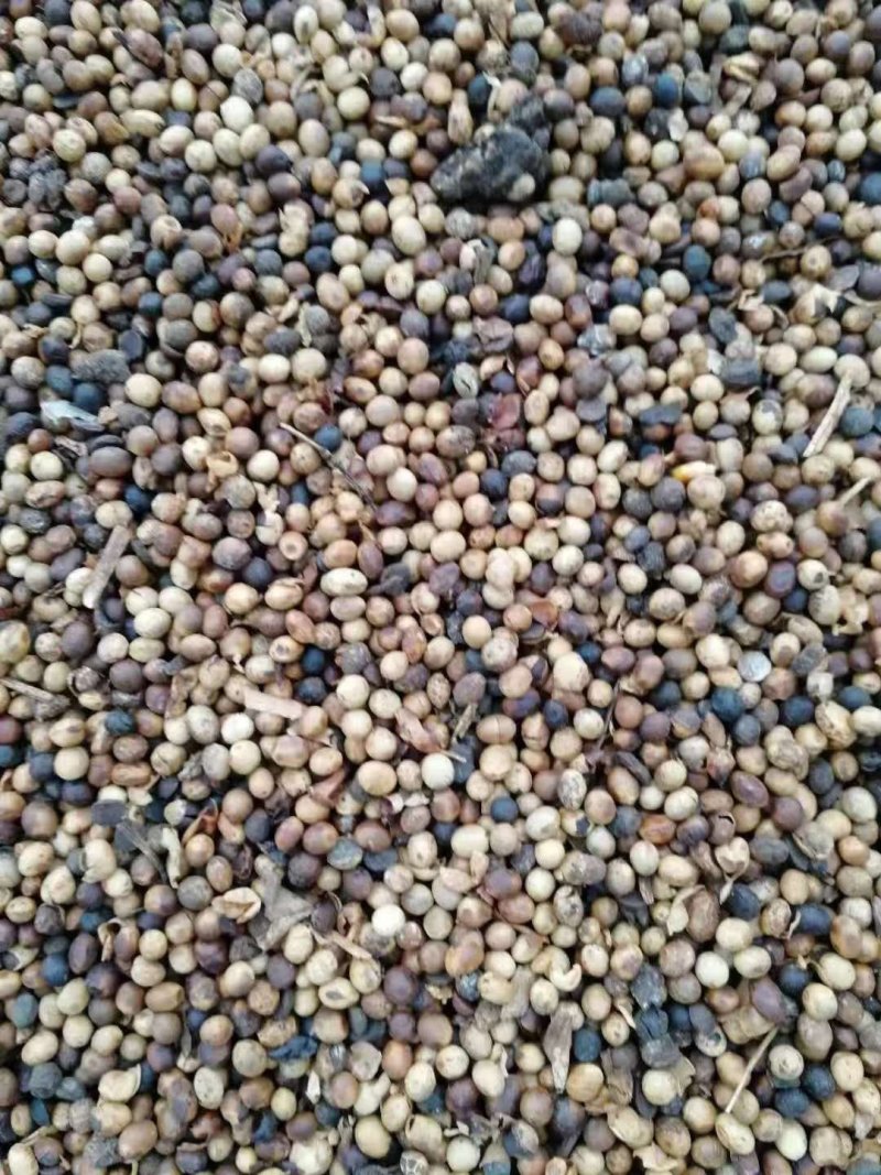 肥料大豆，蔬菜果树肥料，蛋白含量高，有机质含量高