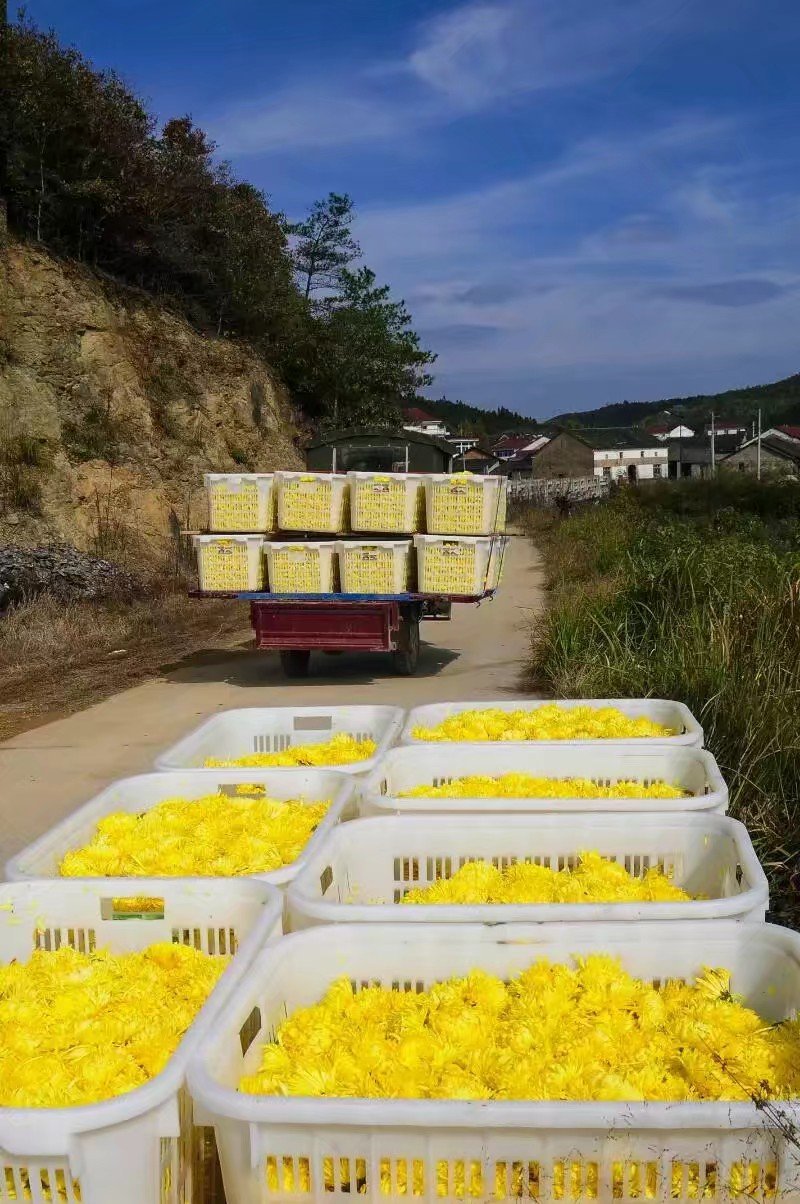 金丝皇菊茶