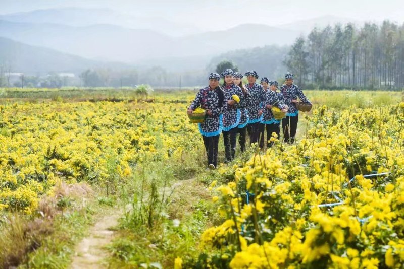 金丝皇菊茶