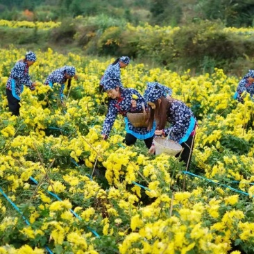 金丝皇菊茶