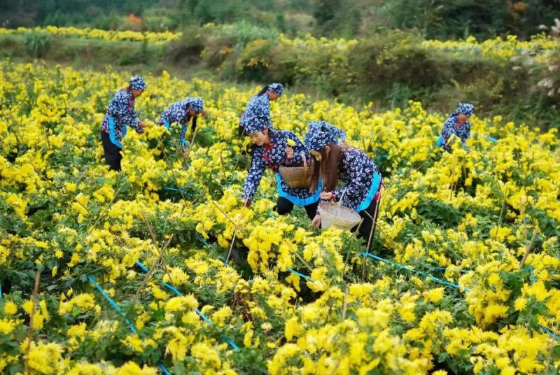 金丝皇菊茶