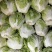 圆头白菜