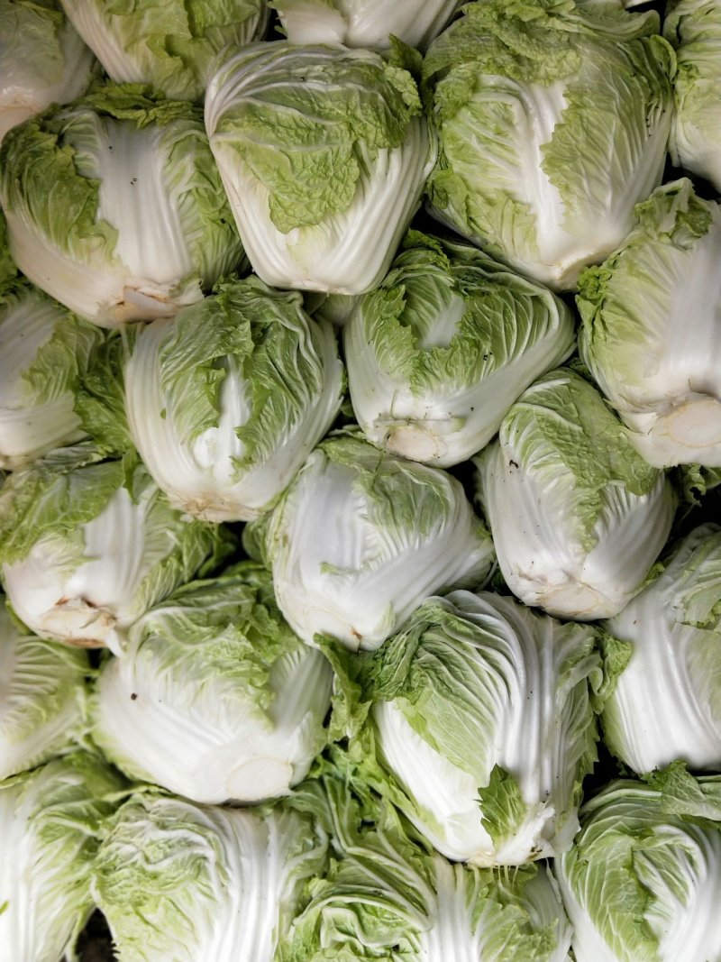 圆头白菜