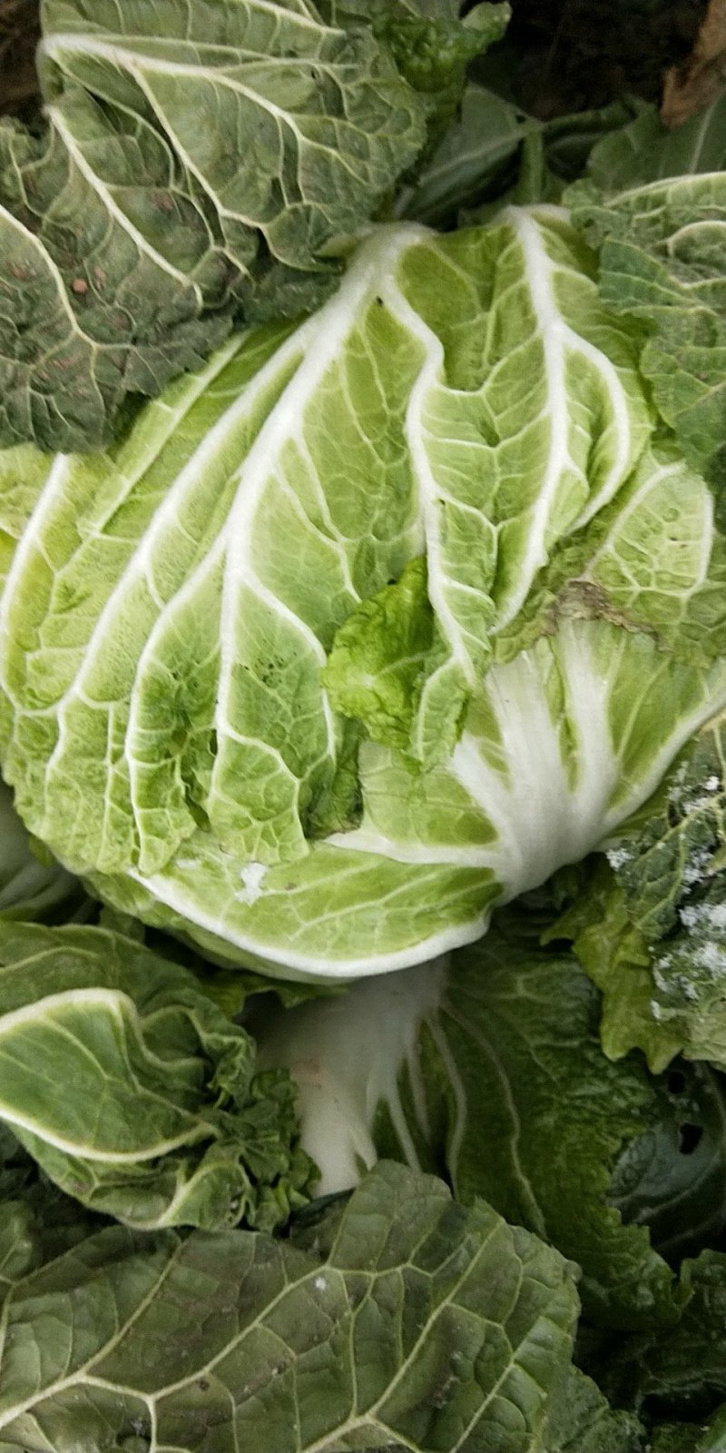 圆头白菜