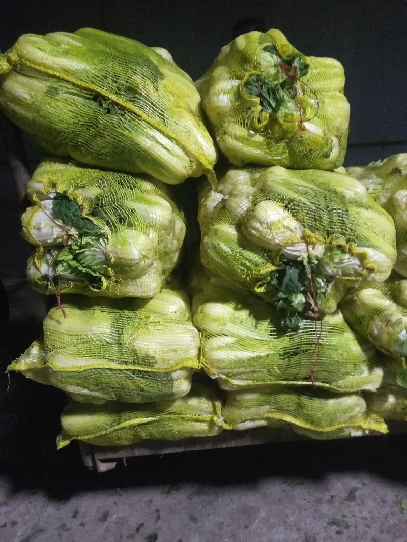 娃娃菜