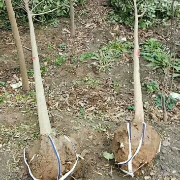 专供！各种，绿化树果树苗白腊红叶李