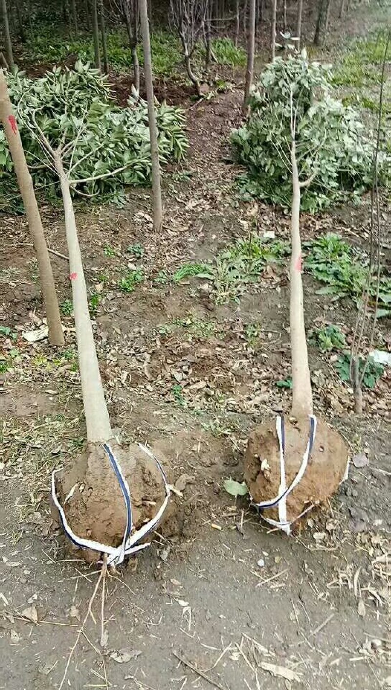 专供！各种，绿化树果树苗白腊红叶李