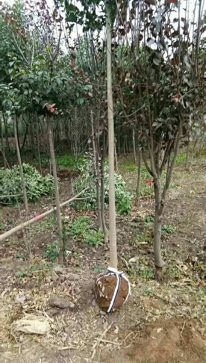 专供！各种，绿化树果树苗白腊红叶李