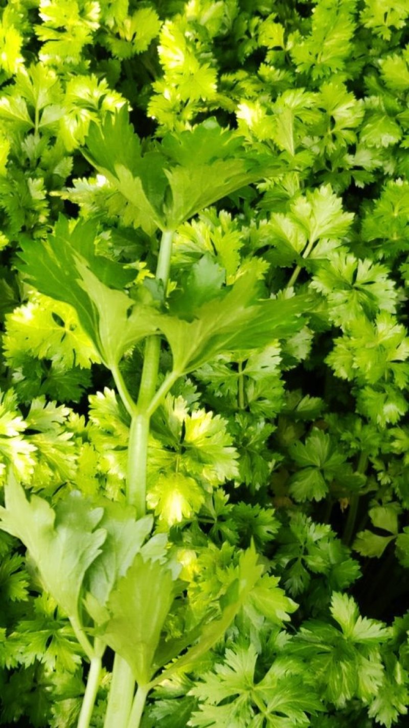 芹菜