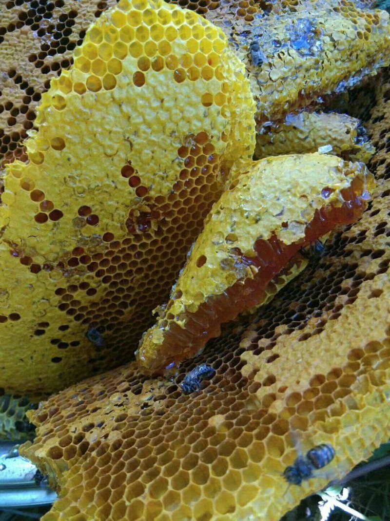 野生蜂蜜