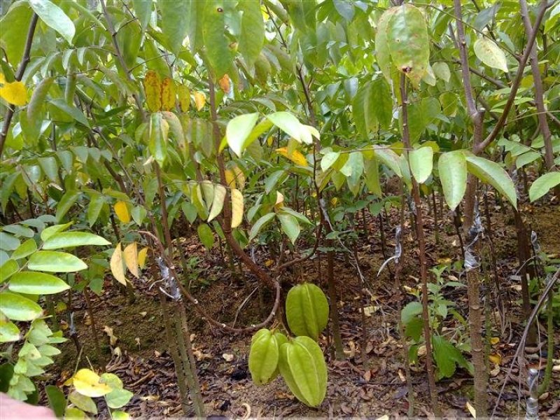 台湾四季杨桃苗阳台庭院种植盆栽地栽一年四季结果