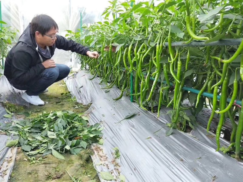 【精】苏润一椒郑研火凤凰华线308辣椒种子，中线208