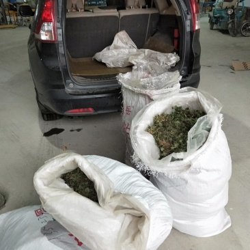 猫爪草种苗发货走起