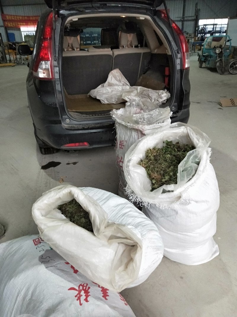 猫爪草种苗发货走起