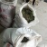 猫爪草种苗发货走起
