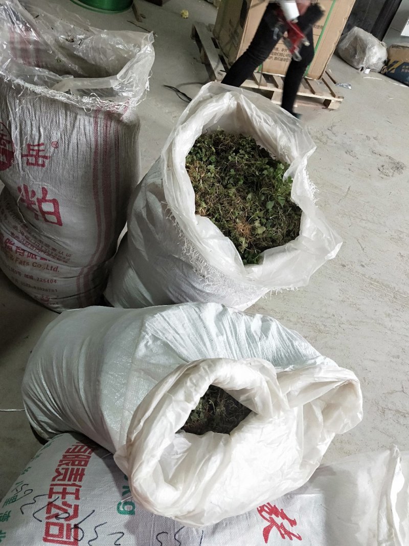猫爪草种苗发货走起