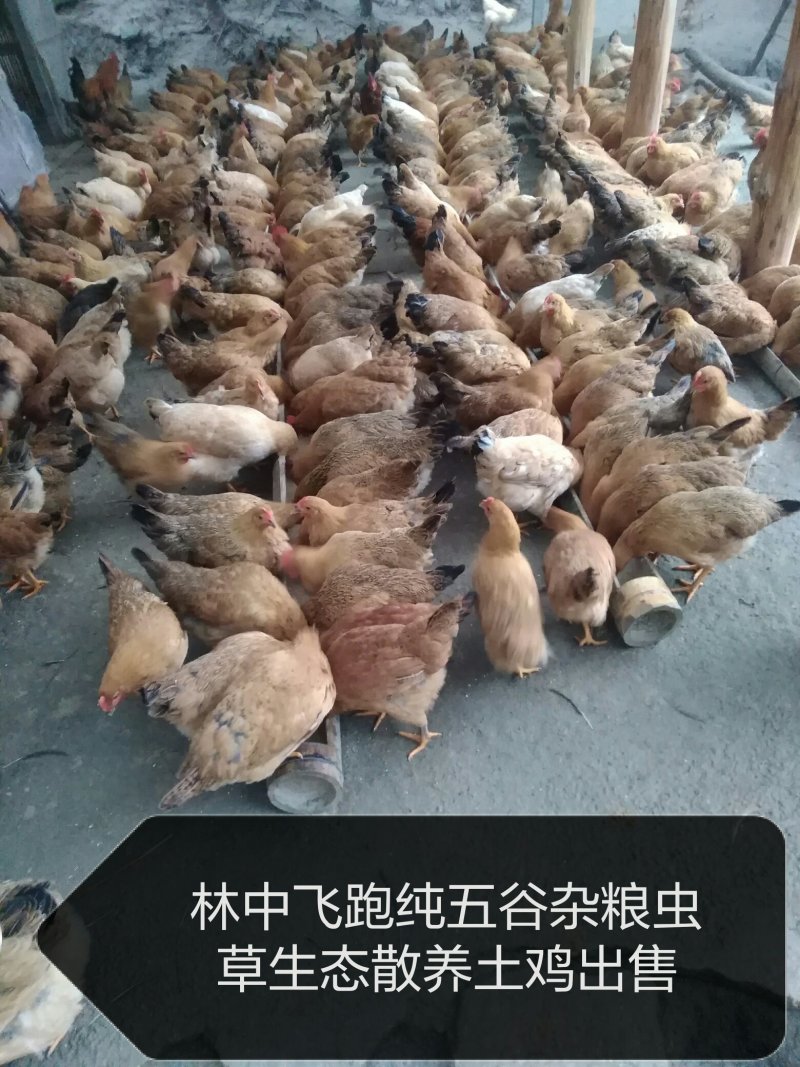 土鸡养殖场