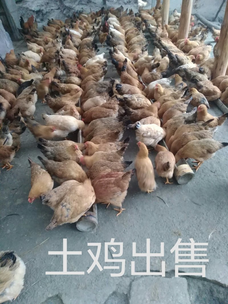 土鸡养殖场