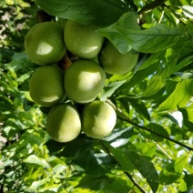 青红脆李苗子，蜂糖李苗子，半边红苗子出售