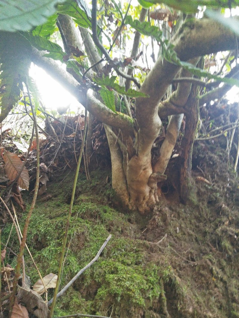 映山红下山桩