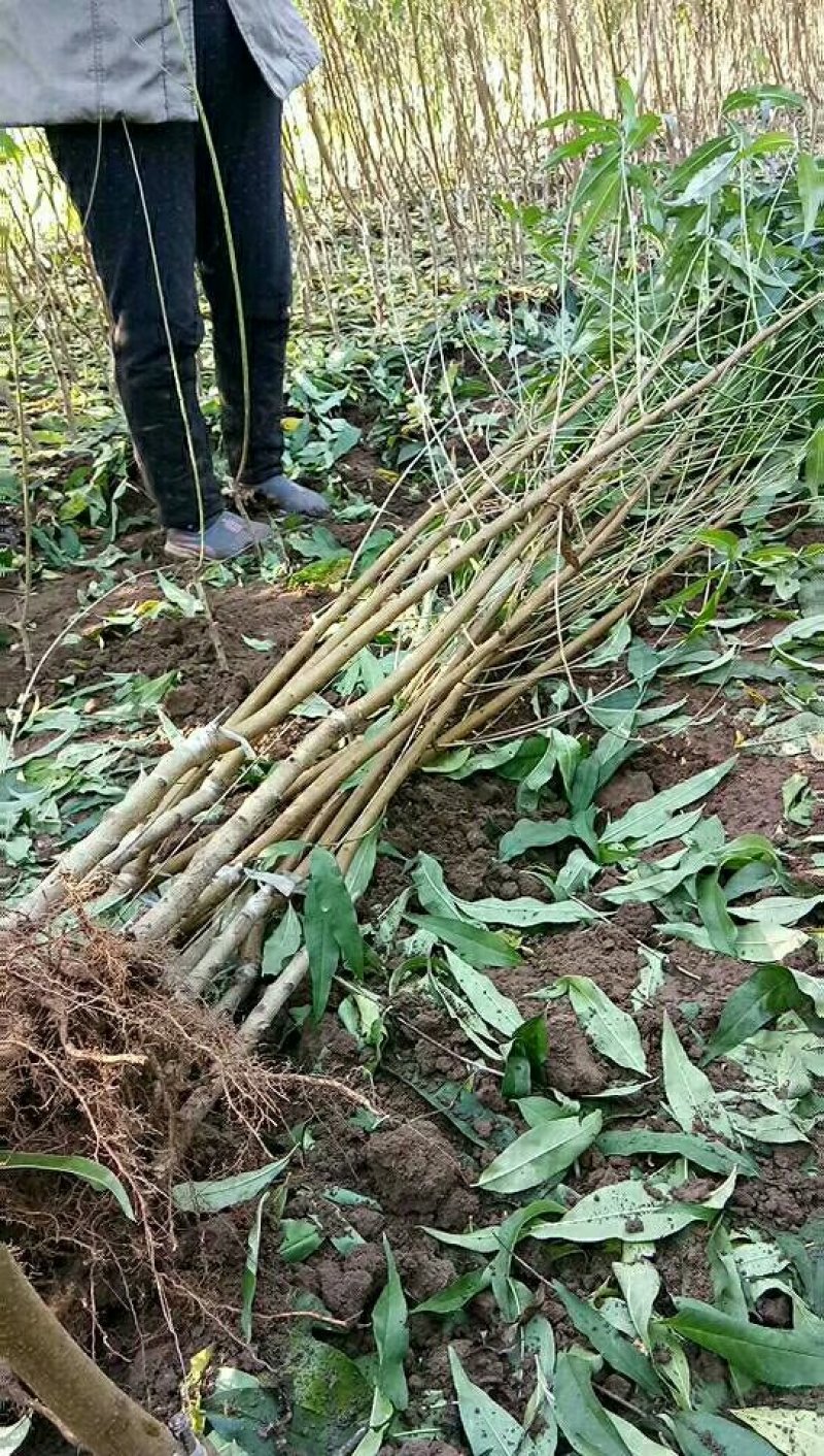 专供！桃树苹果树梨树杏树石榴树