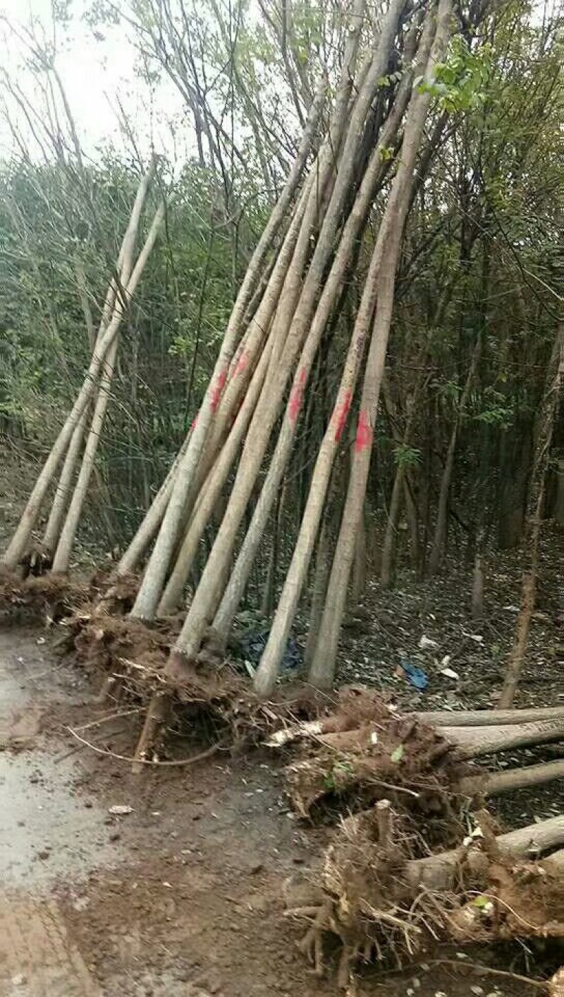 专供！桃树苹果树梨树杏树石榴树