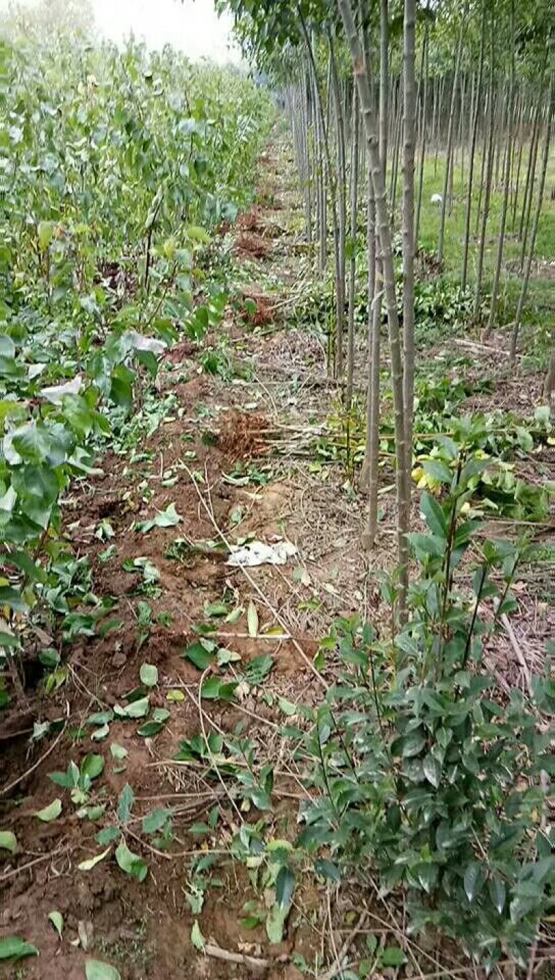 专供！桃树苹果树梨树杏树石榴树