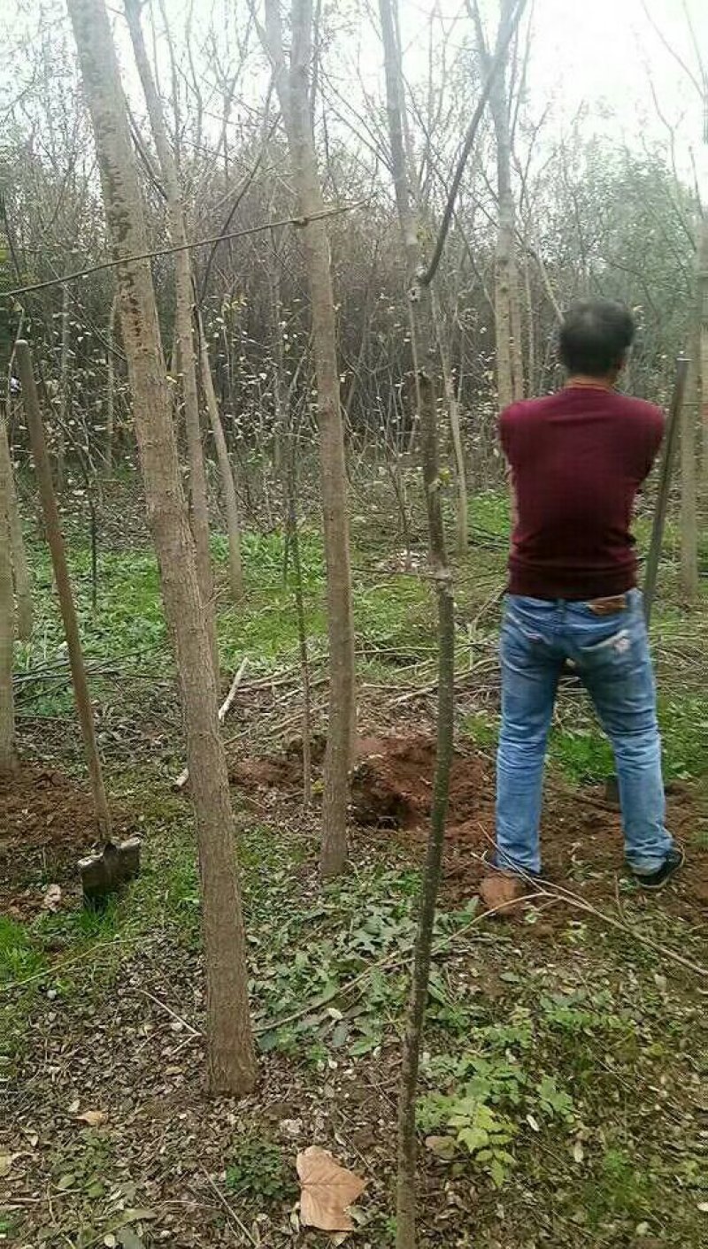专供！桃树苹果树梨树杏树石榴树
