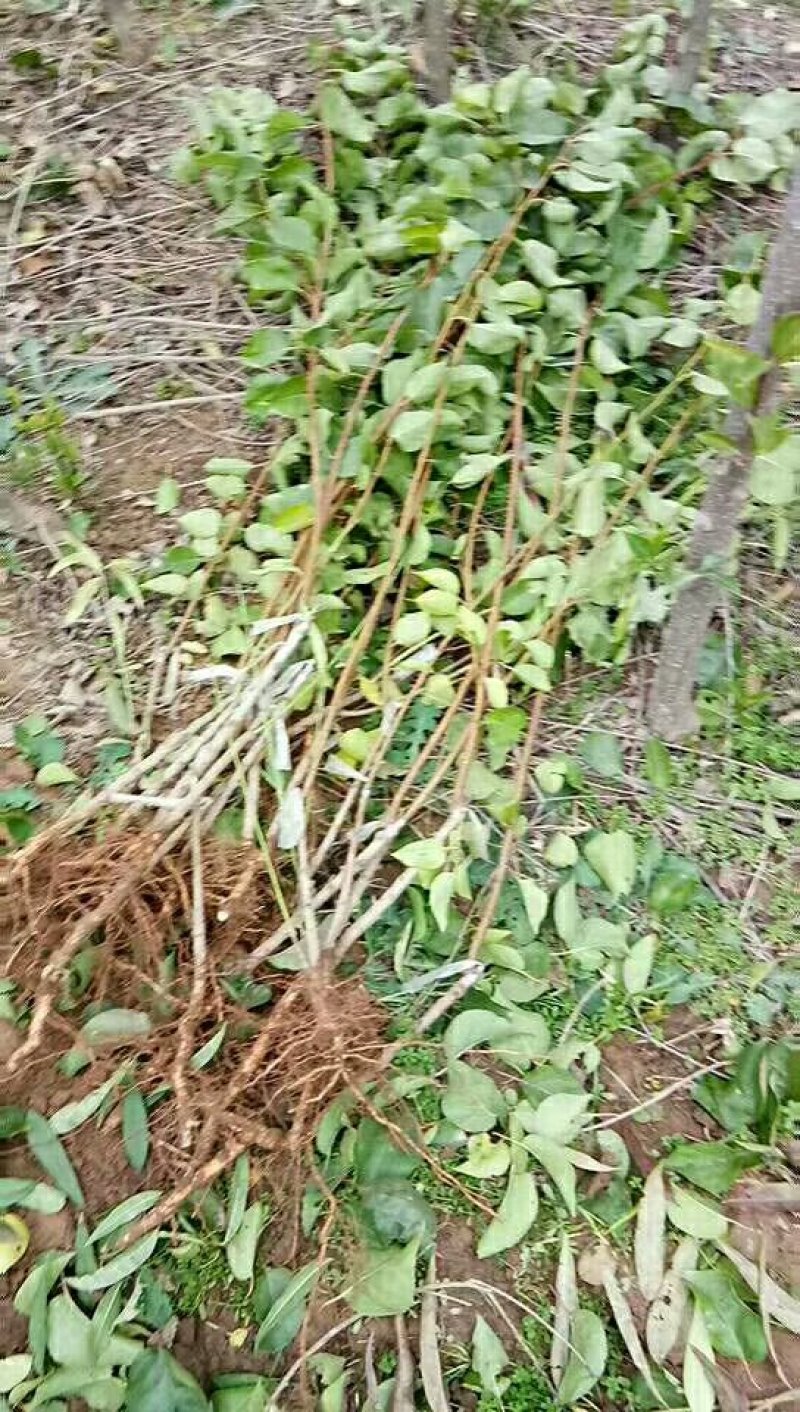 专供！桃树苹果树梨树杏树石榴树