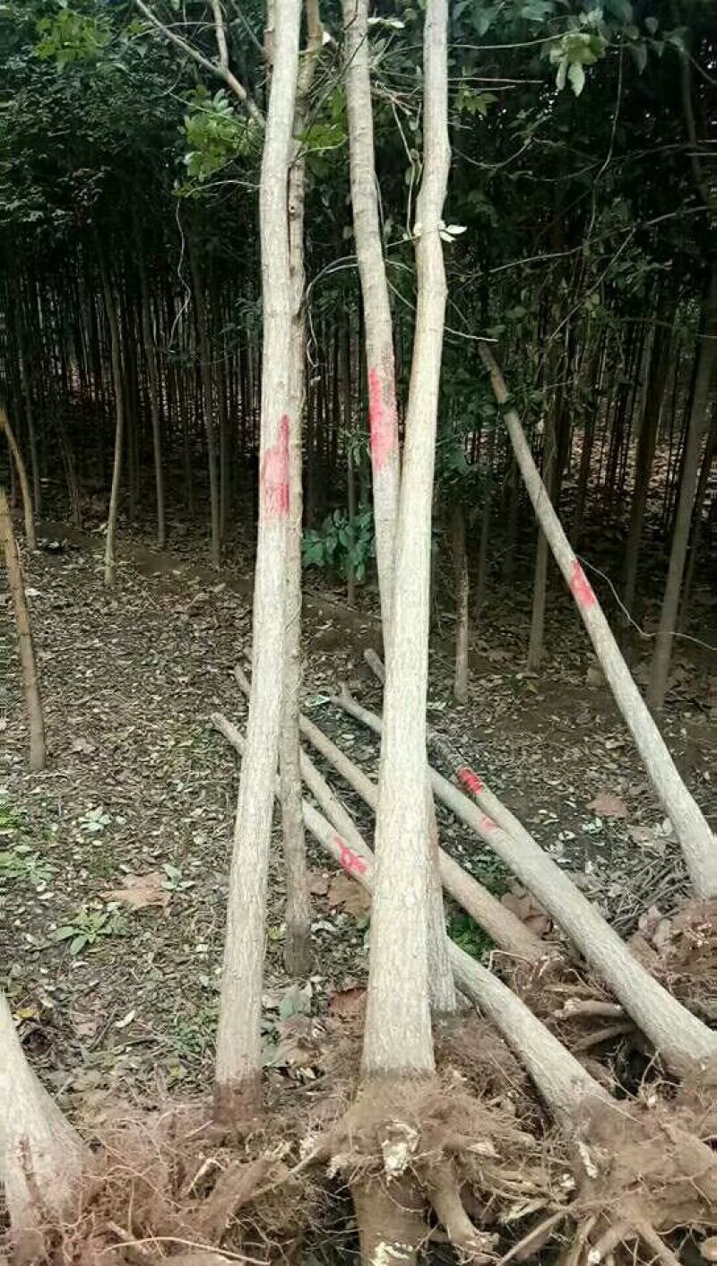 专供！桃树苹果树梨树杏树石榴树