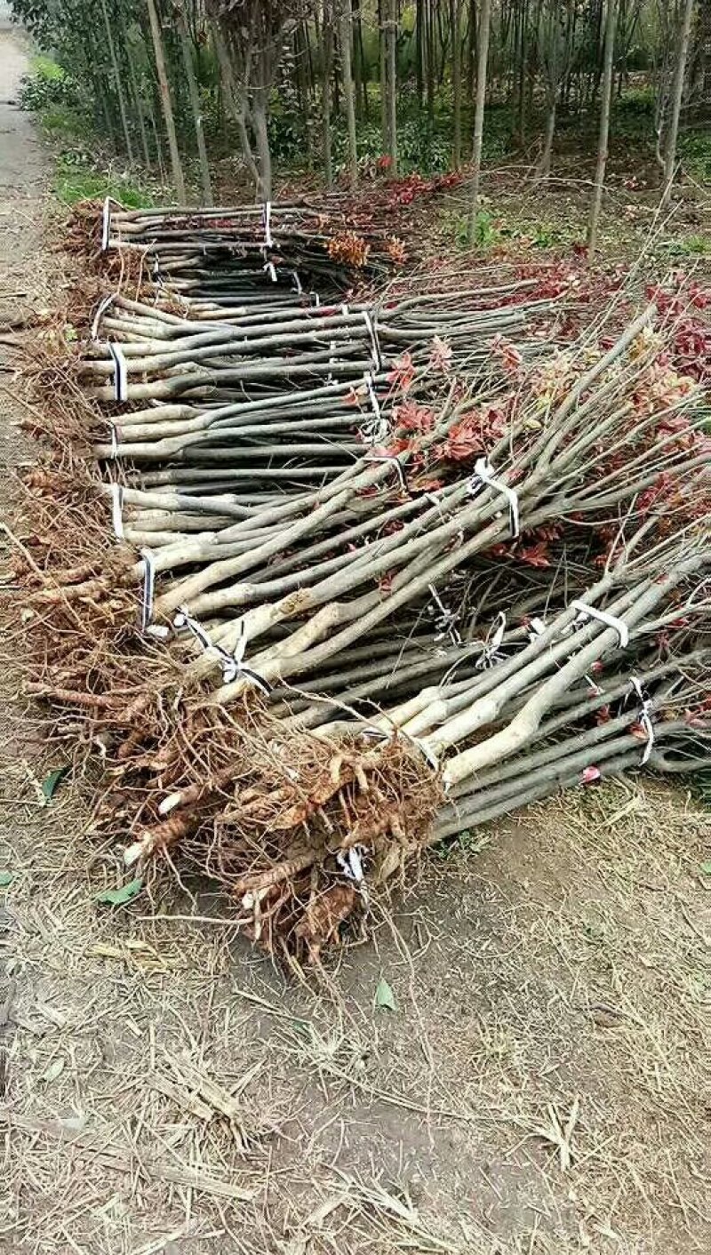 专供！桃树苹果树梨树杏树石榴树