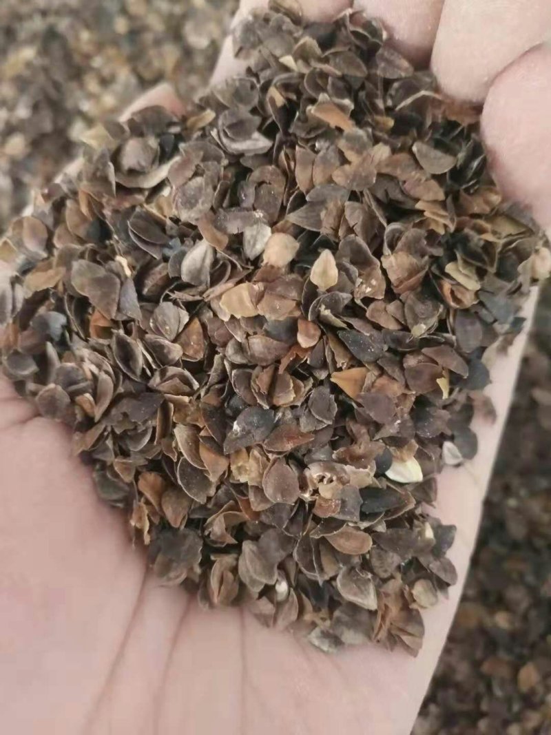 荞皮