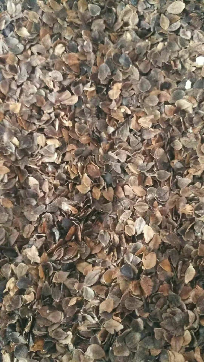 荞皮