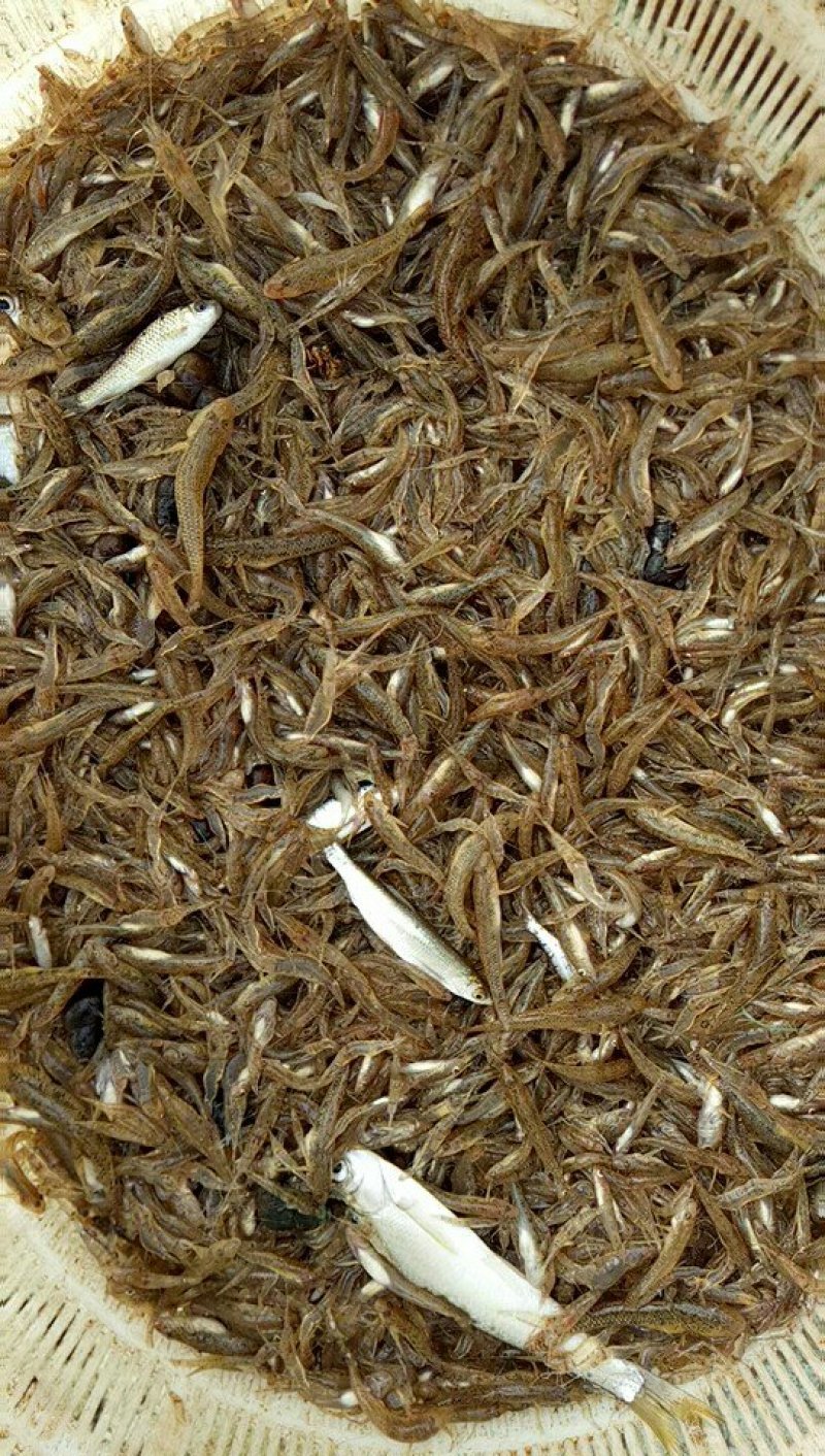 河虾，山根鱼