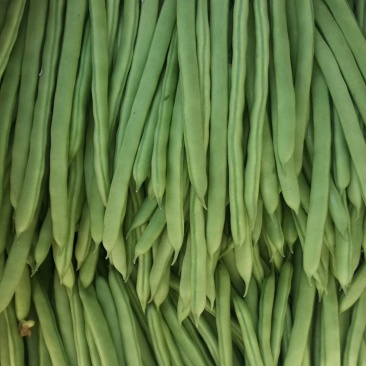 茄子，番茄，四季豆，泡椒，线椒，西葫芦，苦瓜，小南瓜