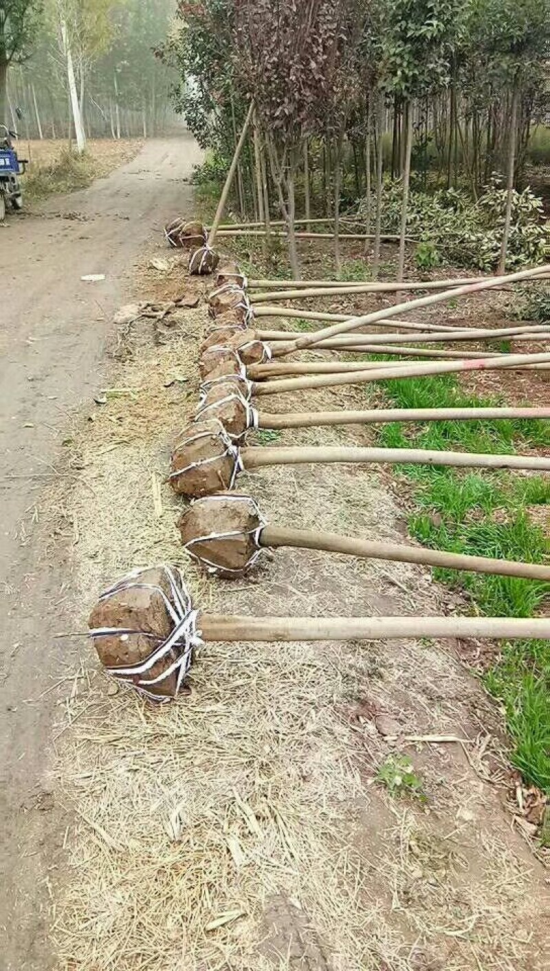 各种绿化树果树