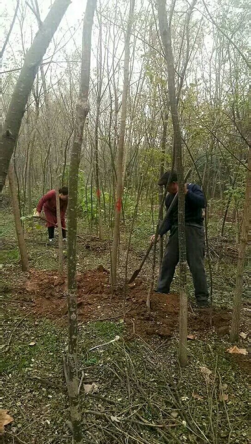各种绿化树果树